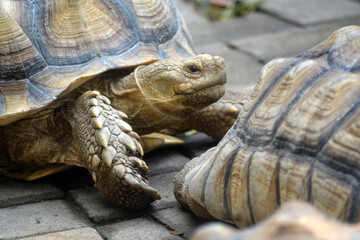 A close-up of a tortoise with its textured shell and sturdy scales, resting on stone pavement and showcasing the timeless beauty of this ancient reptile.