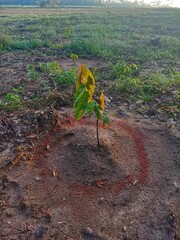 circular fertilization around the cocoa plants