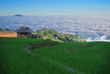 Beautiful landscape in the morning, rice terraces, Ban Pa Pong Piang Homestay, Chiang Mai,...