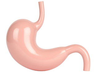 Stomach human organs 3d render concept of healthy human organ vector illustration.