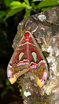 Colorful moth resting on rock