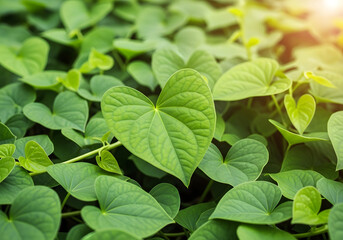 Green Leaves in Nature