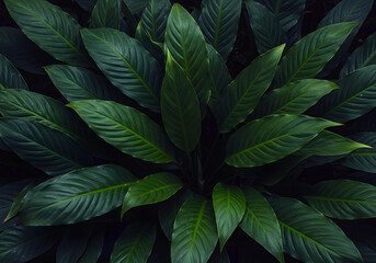 Obraz premium Green Leaves in Nature