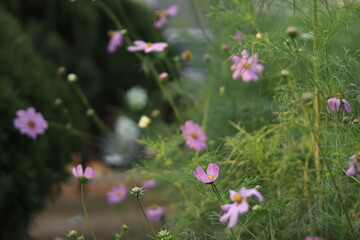 Colorful flower in the front of school building