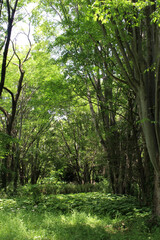 Trees in natural summer forest background. Trees with fresh green leaves in a sunny day. Green grasses and bush on the ground.
