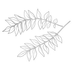 curry leave plant botanical sketch illustration