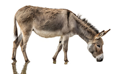 Donkey drinking water isolated on white background 