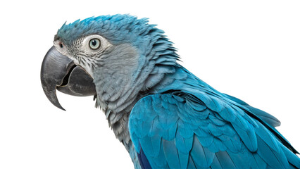 Extinct animal Spix's Macaw isolated on white or transparent background