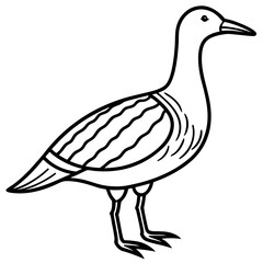 Woodcock line art vector