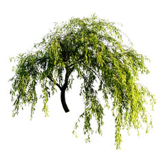 Weeping Willow Tree with Green Leaves Isolated on White Background