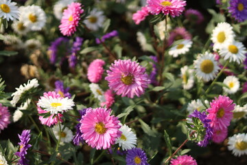 Flower in front of college house