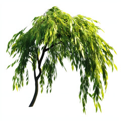 Weeping Willow Tree with Green Leaves Isolated on White Background
