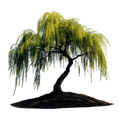 Weeping Willow Tree with Green Leaves Isolated on White Background