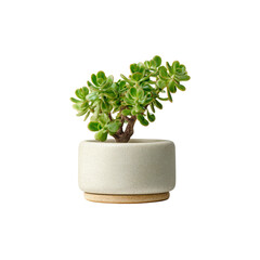 Jade Plant in Modern Ceramic Pot, Minimalist Home Decor