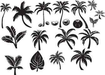 Obraz premium Collection of black silhouette palm trees and coconuts on white background tropical nature.