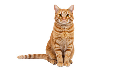 Ginger tabby cat sitting and looking at the camera isolated on transparent background
