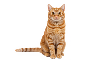 Ginger tabby cat sitting and looking at the camera isolated on transparent background