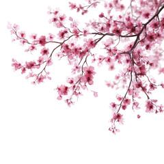 Cherry blossoms in full bloom