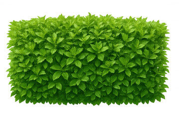 Verdant leafy bush against transparent backdrop, suitable for architectural rendering, landscape planning, photorealistic design composition