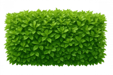 Verdant leafy bush against transparent backdrop, suitable for architectural rendering, landscape planning, photorealistic design composition