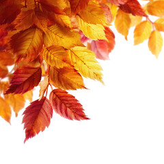 Vibrant autumn leaves in corner