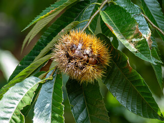 熟して少し割れてきたイガグリ