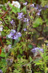 Blooming field of phacelia and buckwheat. Honey plants for beekeeping and farming. Agricultural landscape with eco-friendly crops, natural background, sustainable farming and rural countryside view.