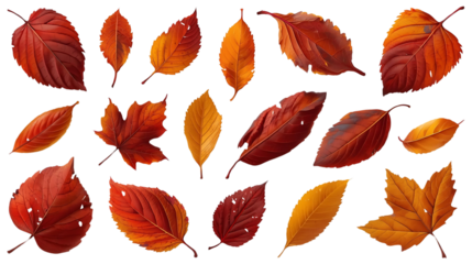 Vibrant Autumn Leaves Collection on Transparent Background