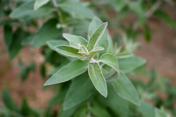 Green sage plant with fresh leaves in the garden. Medicinal and culinary herb used for herbal medicine, natural remedies, organic cosmetics, aromatherapy, cooking, and healthy lifestyle designs.