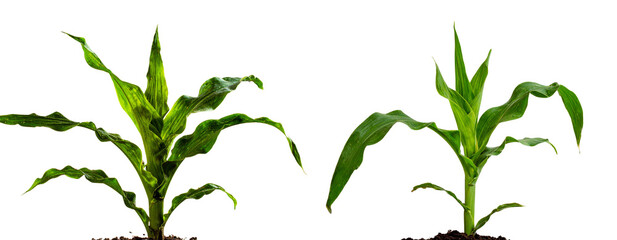 Single Young Maize Plant with Green Leaves, Side View, isolated on a transparent background