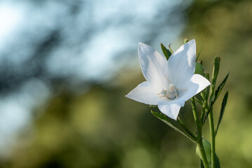 青や白の美しいキキョウの花