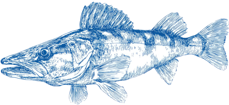 Detailed line drawing of a fish