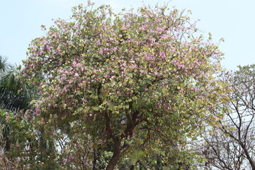 Flower in front of college house