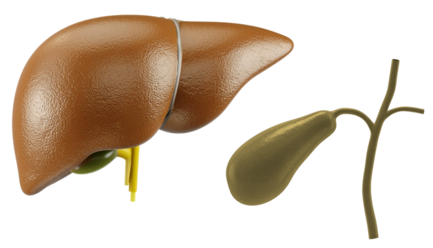 Comprehensive Illustration of Gallbladder Anatomy. Realistic 3D Render of Gallbladder. 