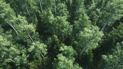 Aerial View Lush Green Forest Birch Trees Canopy Nature stock image