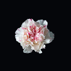 Naklejka premium White Flower with Pink Edges on Black Background