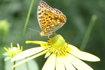 Fabriciana adippe, the high brown fritillary, is a large and brightly colored butterfly of the family Nymphalidae, native to Europe and across the Palearctic to Japan.