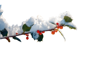Snowy holly branch with red berries