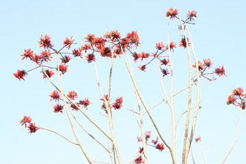 palash flower in front of house