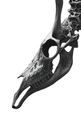 Fototapeta premium Close-up of a giraffe skull