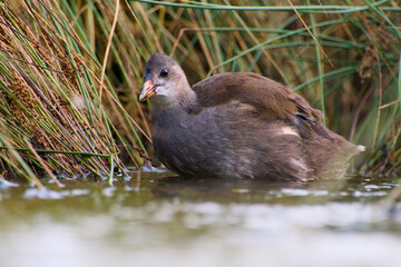 Common moorhen chick (Gallinula chloropus) standing in shallow water	