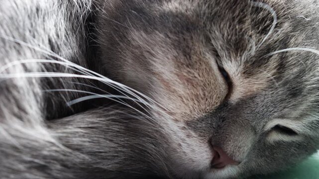 TGray sleeping cat with closed eyes close-up, cat face, camera movement. abby cat sleeping. Gray cat.