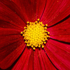 red flower macro