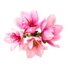 Blooming Pink Flowers on Transparent Background