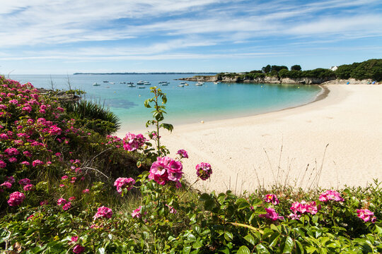 Lorient Morbihan Colorful wildflowers growing above a pristine white sandy beach with turquoise water.