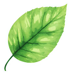  "Single red maple leaf, isolated on transparent background, realistic watercolor style, high resolution" 