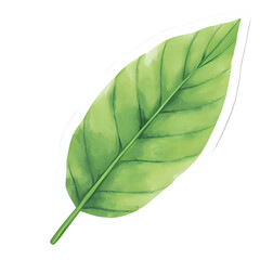  "Single red maple leaf, isolated on transparent background, realistic watercolor style, high resolution" 