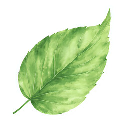  "Single red maple leaf, isolated on transparent background, realistic watercolor style, high resolution" 