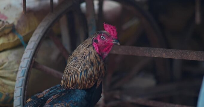 Indian Rooster Stock Footage