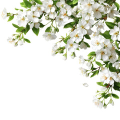 Fototapeta premium Spring blossoms in a corner frame (4)